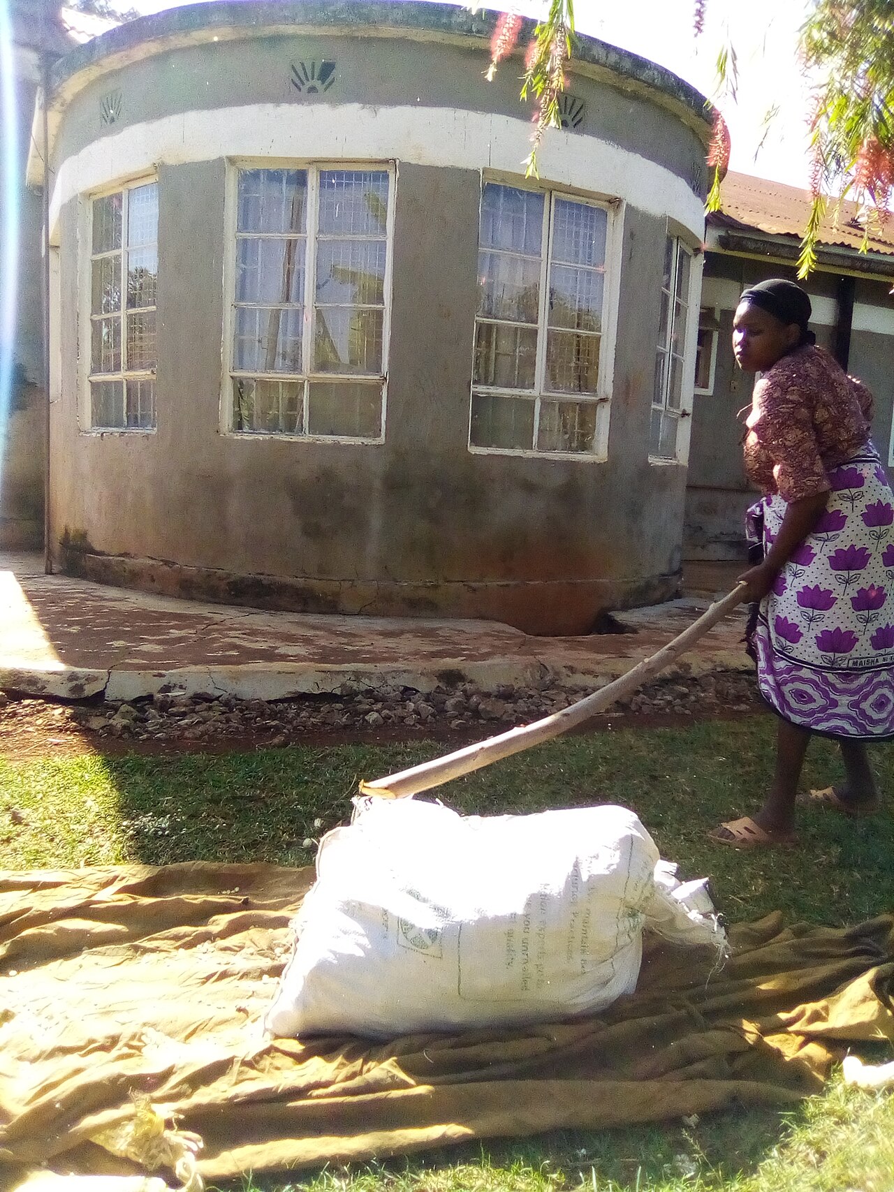 Quality maize and cereals supplied by Kind Commodities