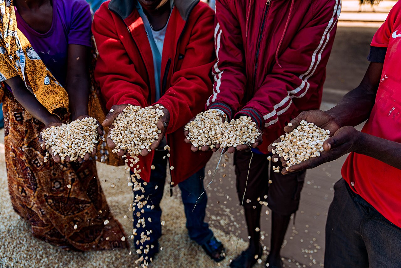 People sorting graded grains in store